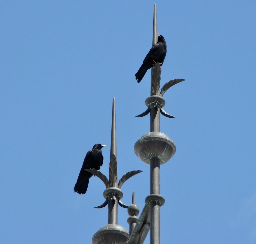 alpine chough